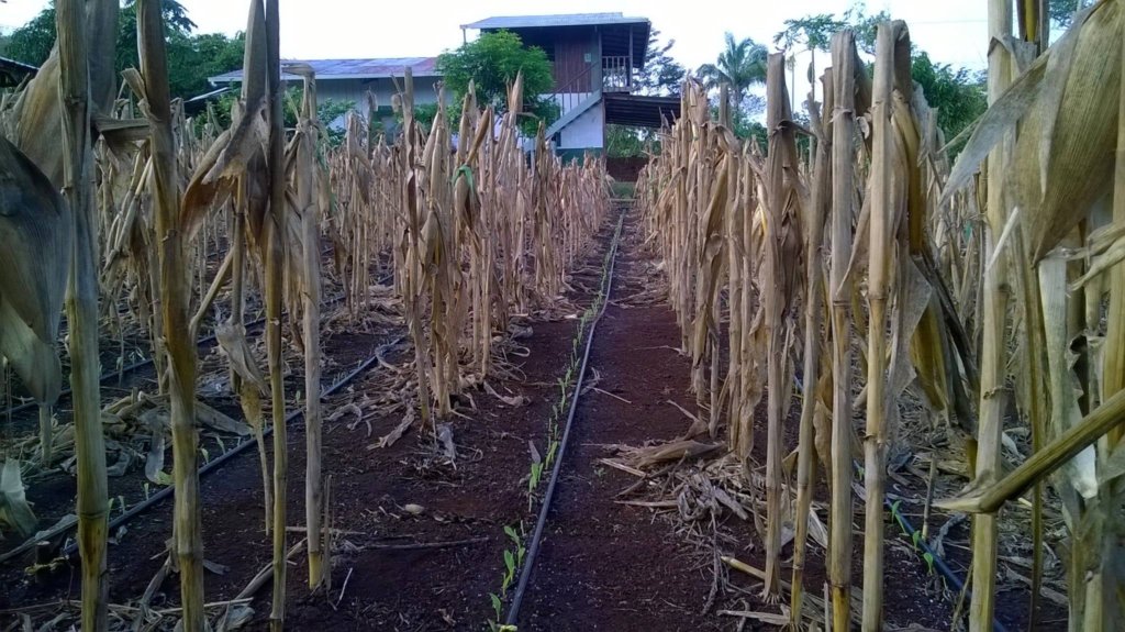 Drip irrigation allows corn to grow in dry season